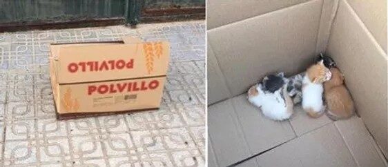 Karton mit Katzen in Almendralejo