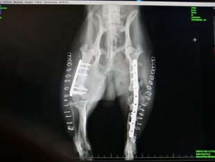 Röntgenbild Elvis nach der OP