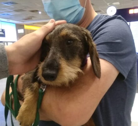 Elvis auf dem Flughafen