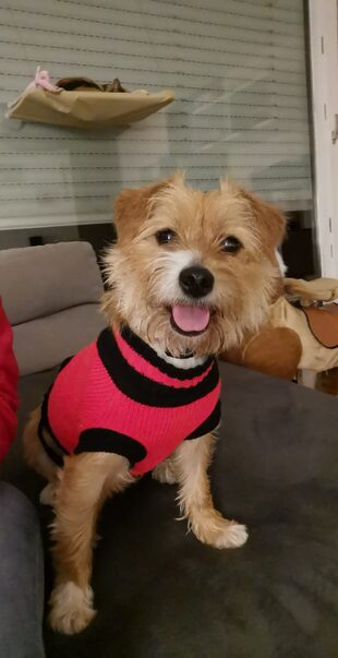 Hazel