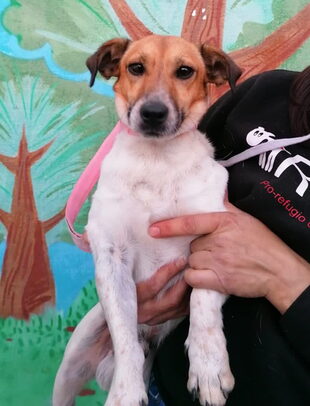 Jack Russel-Mix