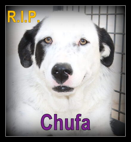 Chufa