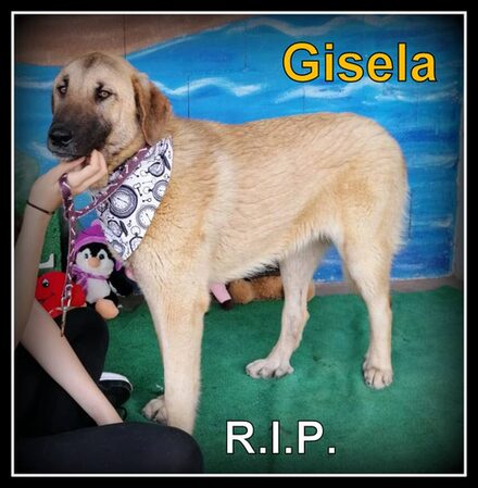 Gisela
