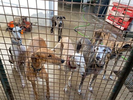 Galgos