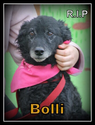 Bolli