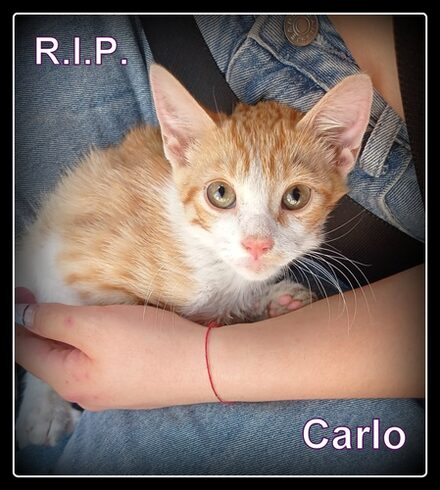 Carlo