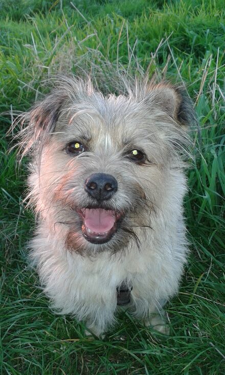 Muckihund