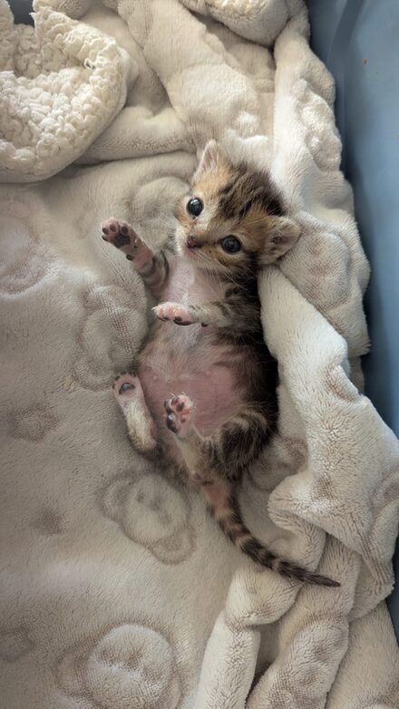 Kitten