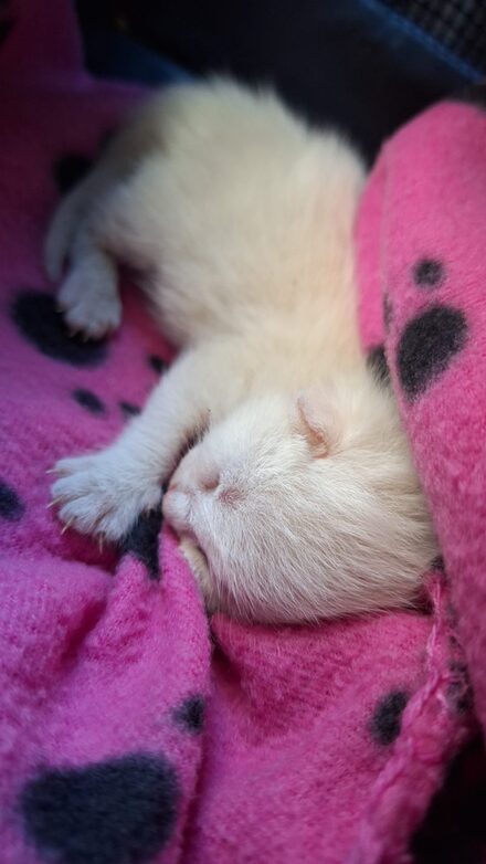 cat