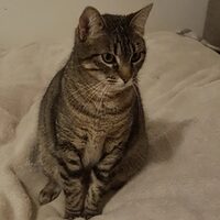 Rosalia