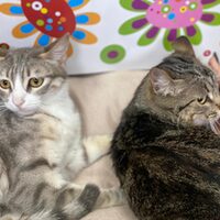 Ankara und Keisha