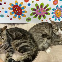 Ankara und Keisha