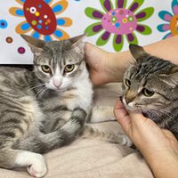 Ankara und Keisha