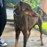 Anubis