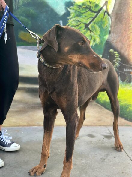 Anubis