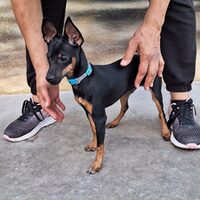 Balu
