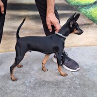 Balu