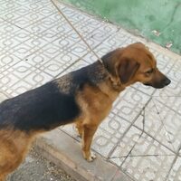 Chabela