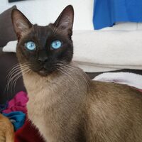 Cobi