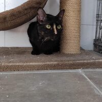 Cuquita