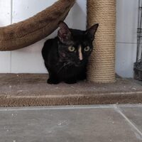 Cuquita