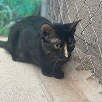 Cuquita