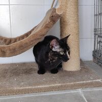 Cuquita