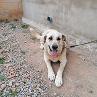 Estella
