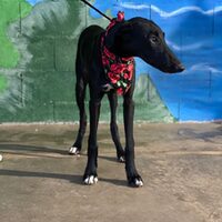 Fiona
