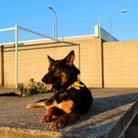 Helios