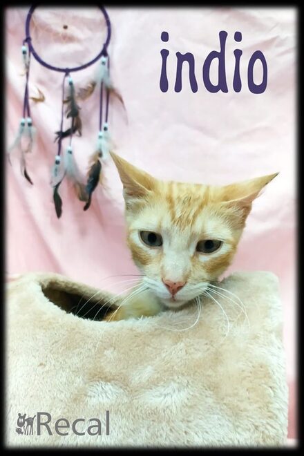 Indio