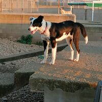 Isadora