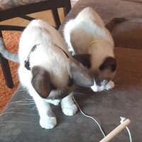 Kin und Mdison