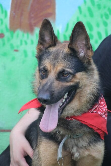 Lobo