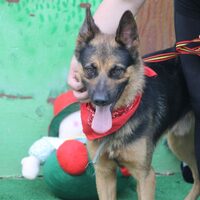 Lobo