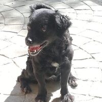 Maggie