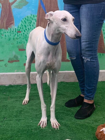 Paloma