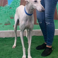 Paloma