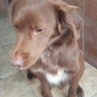 Toffee