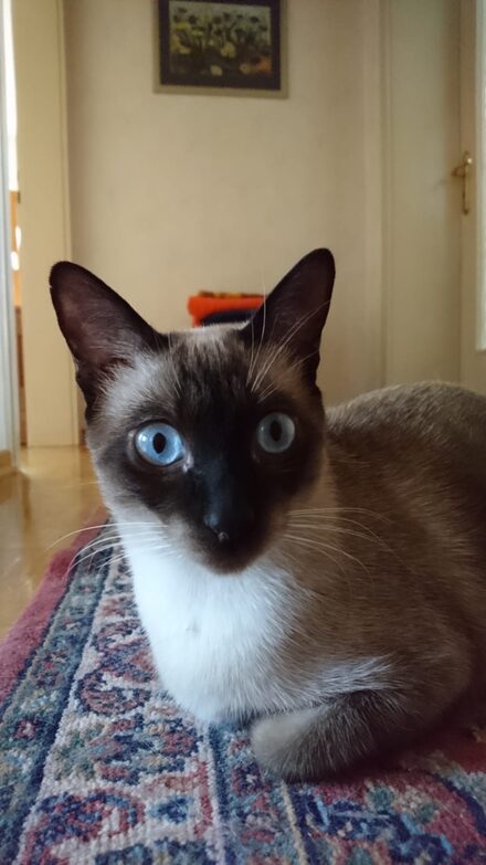 Saro und Letto