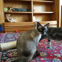 Saro und Letto