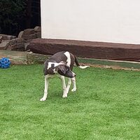 Darko
