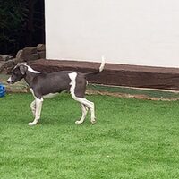 Darko