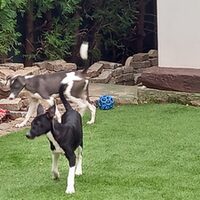 Darko