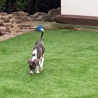 Darko