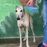 Espartaco