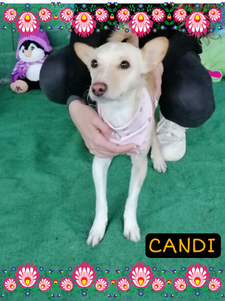 Candi
