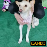Candi