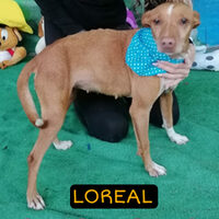 Loreal