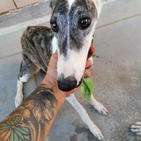 Huella